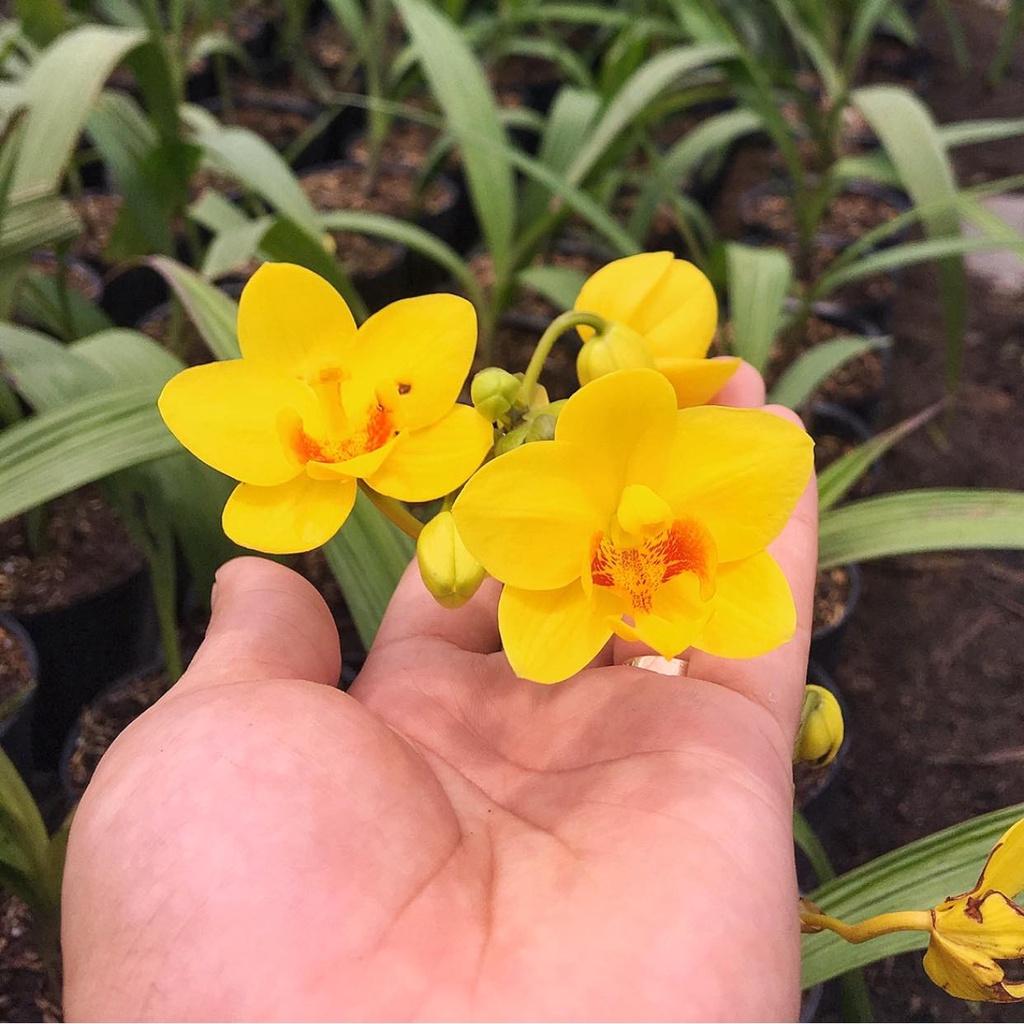 CHẬU HOA ĐỊA LAN CHU ĐỈNH VÀNG