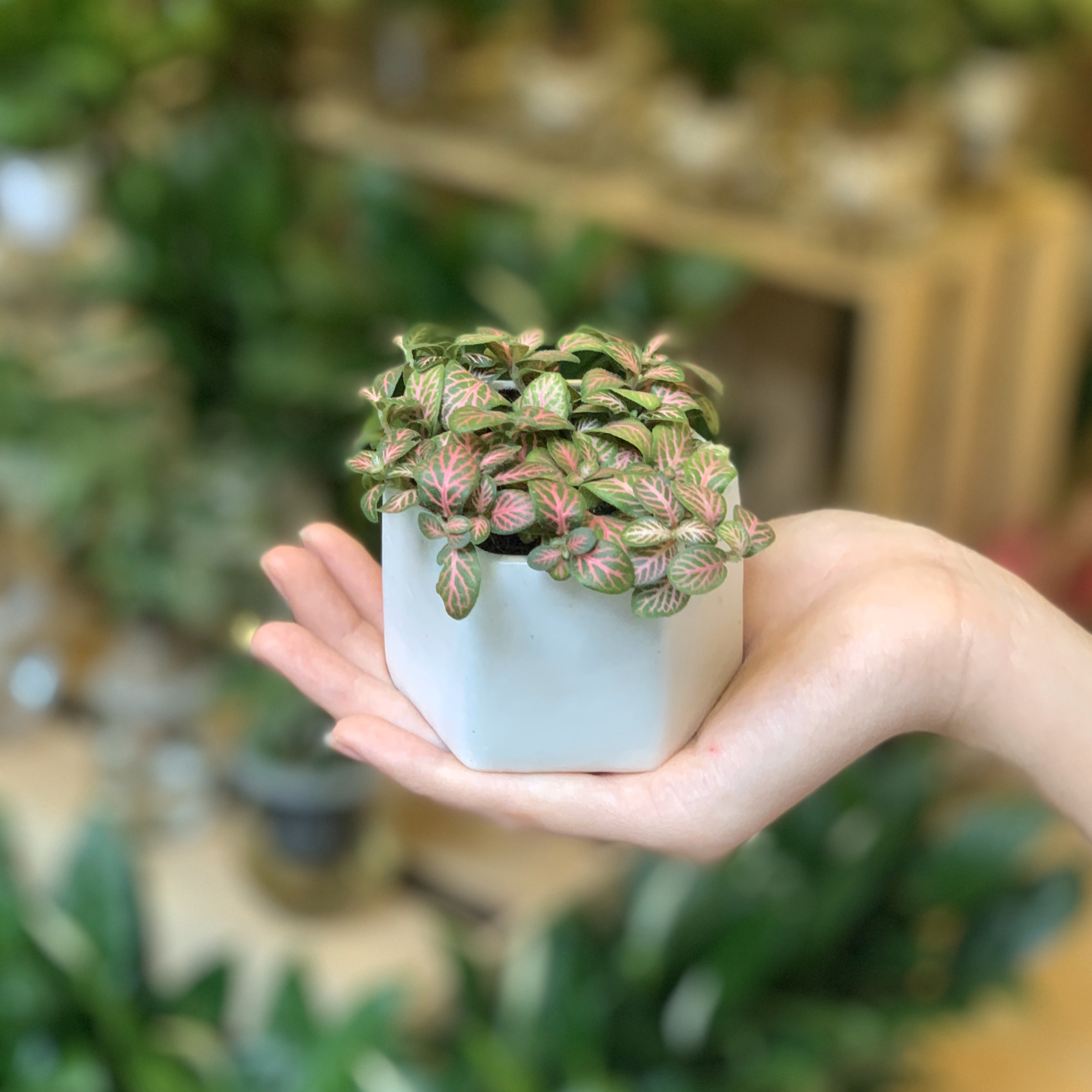 Bộ 2 Cây Mini Để Bàn - 6x6x8 Cm - Cây Cẩm Nhung ( Fittonia, May Mắn) &amp; Chậu Trồng Cây Gốm Sứ Bát Tràng - Dáng Chậu Lục Giác Đen &amp; Trắng - Lá Xanh &amp; Đỏ