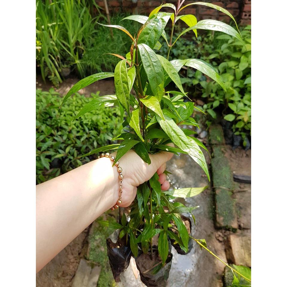 Cây xương khỉ, cây hoàn ngọc đỏ- cây giống