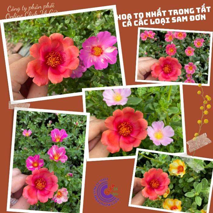 Cành Giống Hoa Sam Thái Cà Rốt Màu 31 Hoa Hậu Của Hoa Mười Giờ Sam Hoa Mười Giờ Bonsai & Phụ Kiện