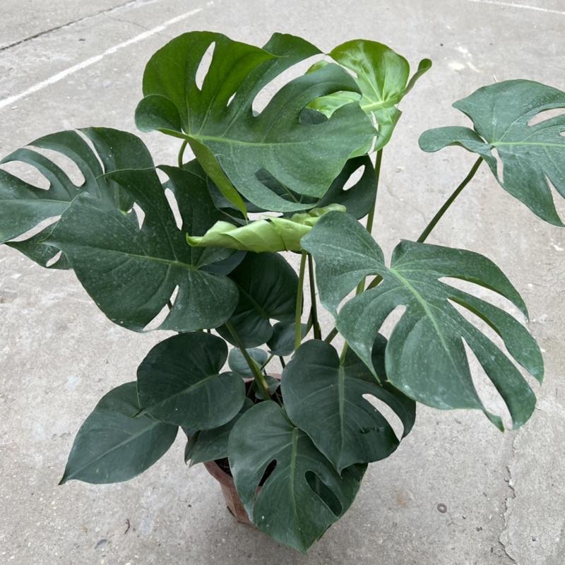 Cây trầu bà nam mỹ Monstera cao 50cm, nhánh lá xum xuê xanh tươi quanh năm, cây phong thuỷ trồng nội thất, sân vườn