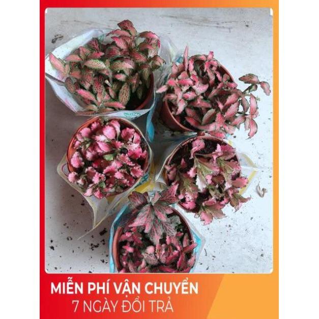Cẩm Nhung Đỏ 35k/c