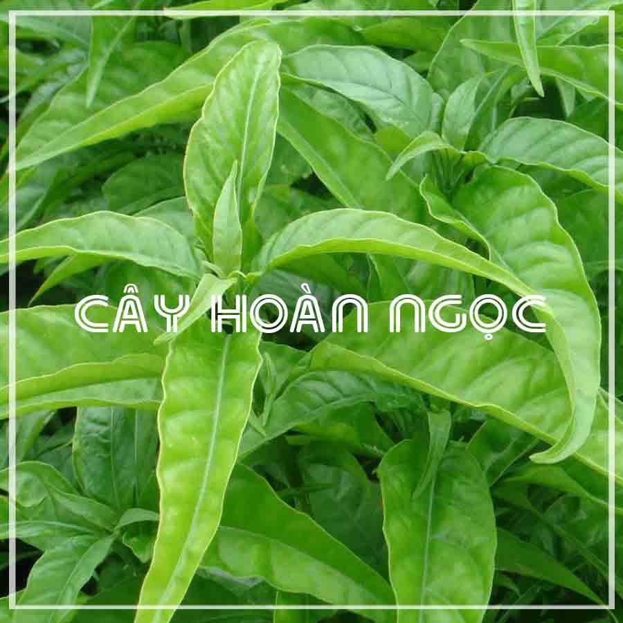 Cây Hoàn Ngọc khô 1kg