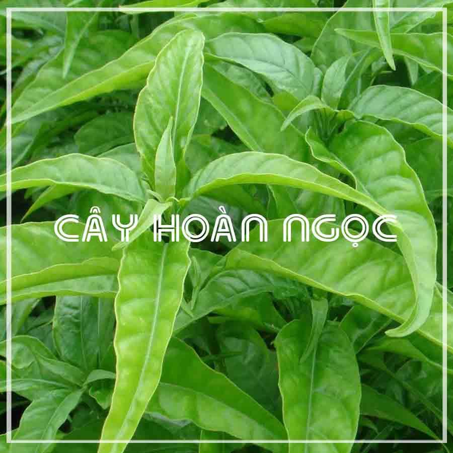 Cây Hoàn Ngọc khô 500gram