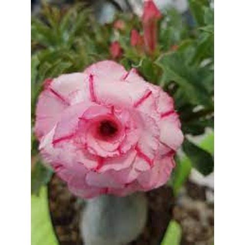 CÂY HOA SỨ THÁI CÁNH KÉP " VÂN HUẾ 7 "-củ size to,rễ đã tạo quái thành hình, hàng tuyển loại 1