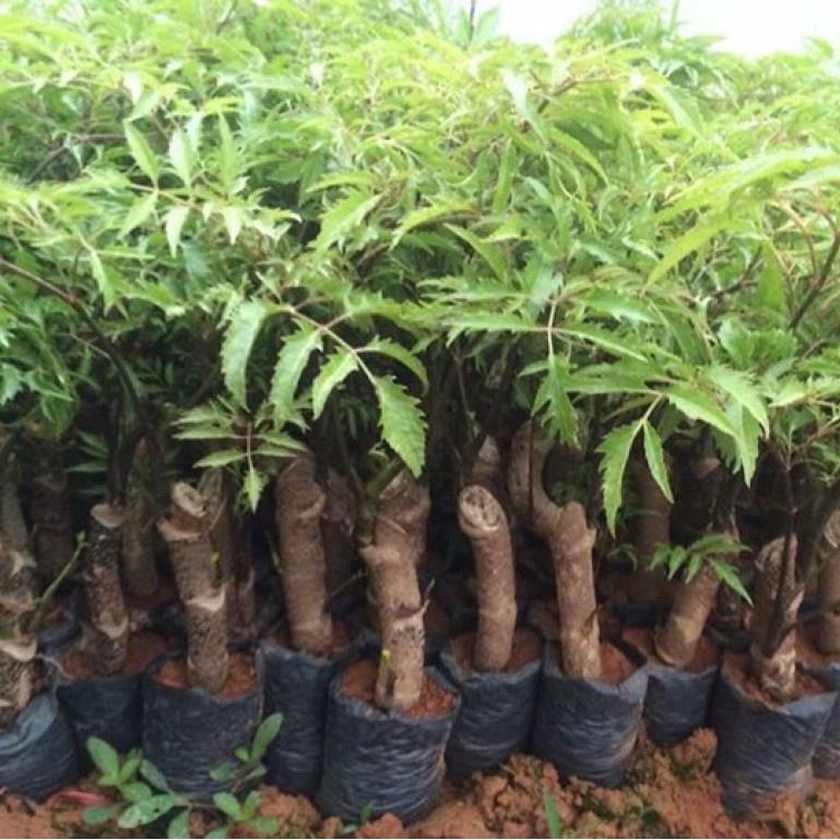 CÂY GIỐNG ĐINH LĂNG NẾP LÁ NHỎ- bán buôn bán sỉ