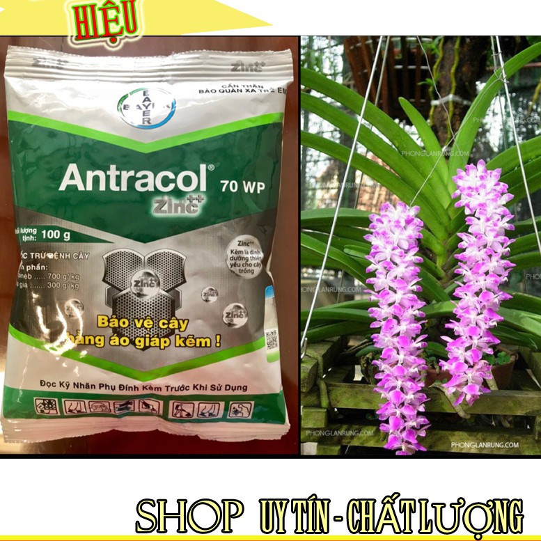 Antracol 70wp - đặc trừ nấm bệnh-100g