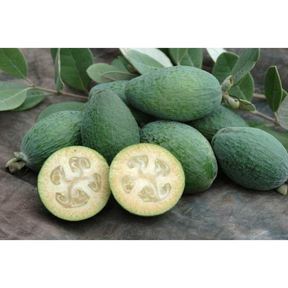 CÂY GIỐNG ỔI DỨA