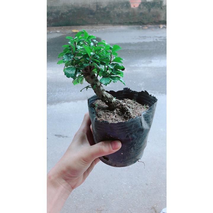 Trà Phúc Kiếng Bonsai