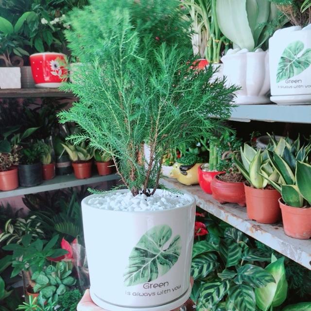 Chậu Tùng Bồng Lai