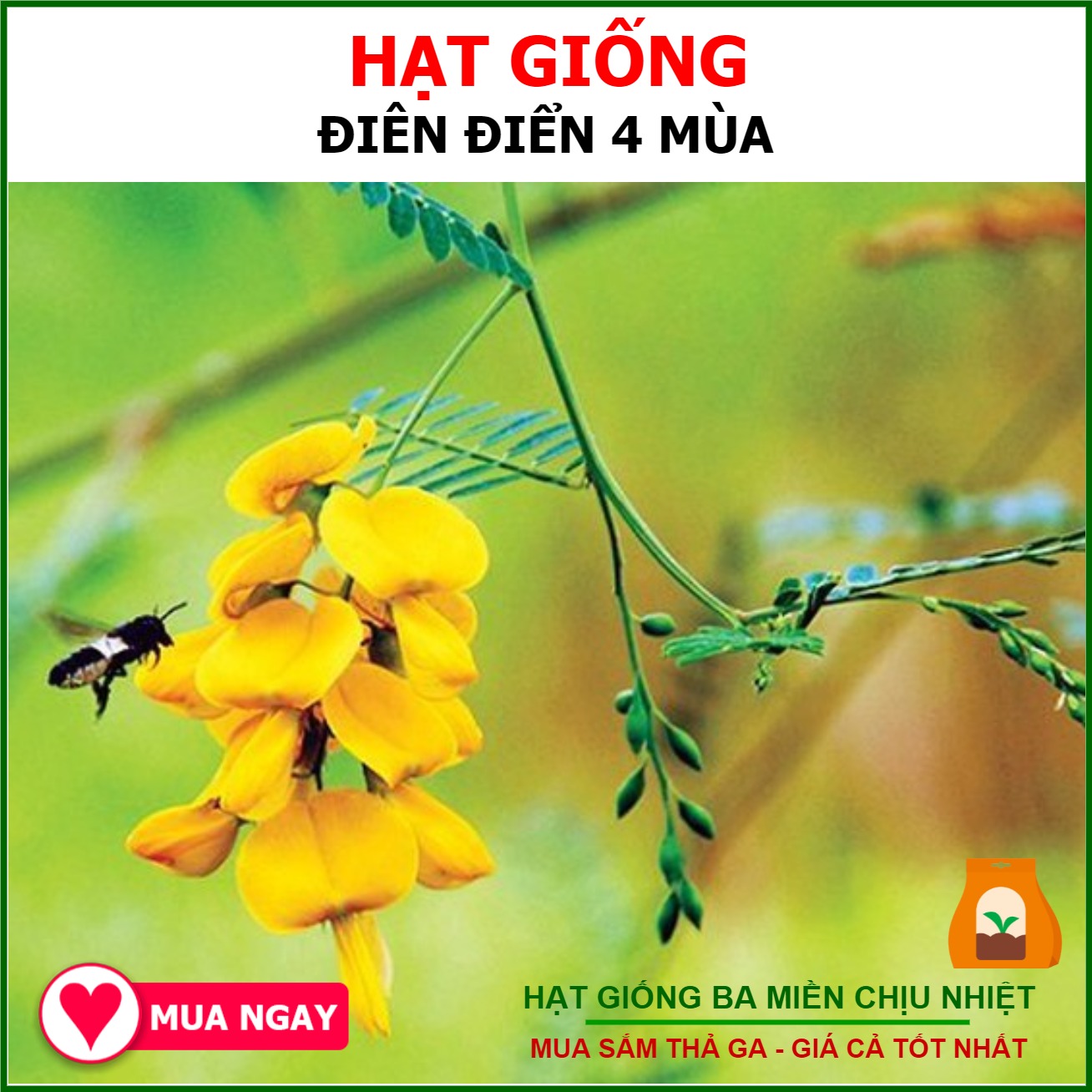 1GR - HẠT GIỐNG CÂY BÔNG HOA ĐIÊN ĐIỂN