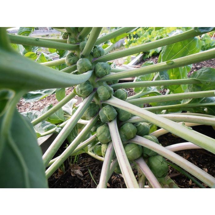 Hạt giống Bắp Cải Tí Hon Xanh Brussels Sprouts 219