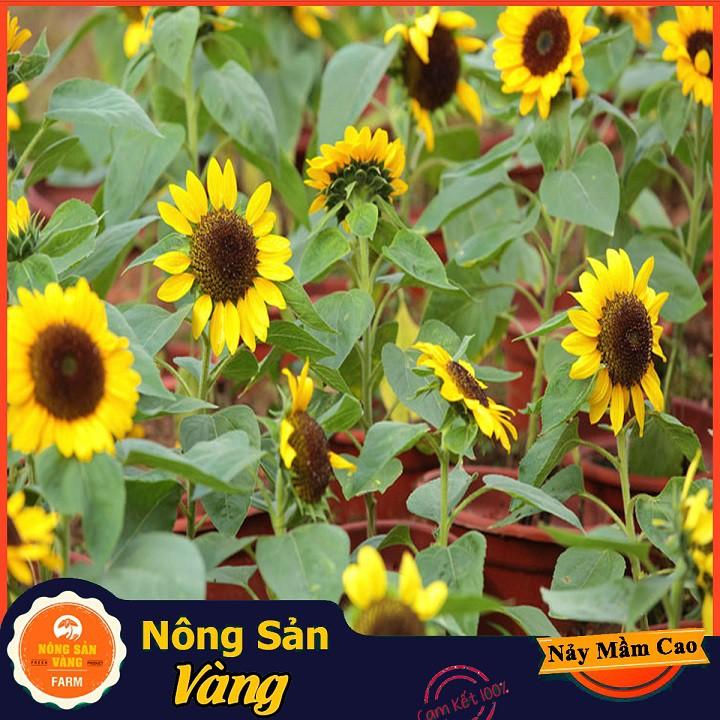 Hạt giống Hoa Hướng Dương Vàng Lùn