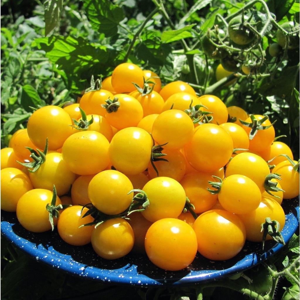 Giống cà chua bi lùn vàng