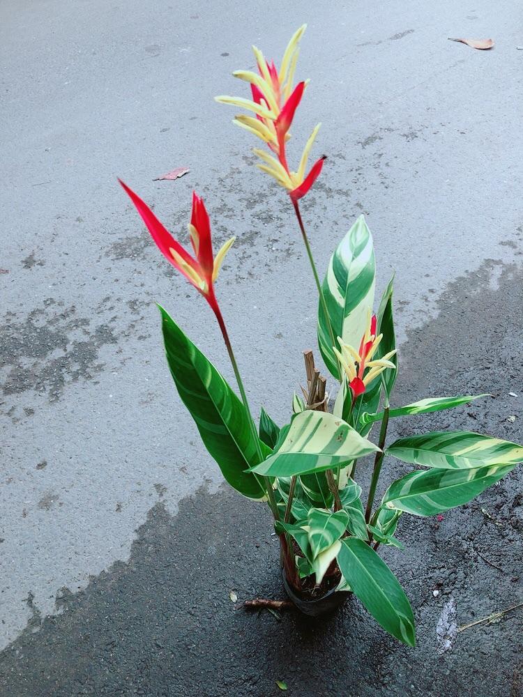 Chuối Mỏ Két Size Đại