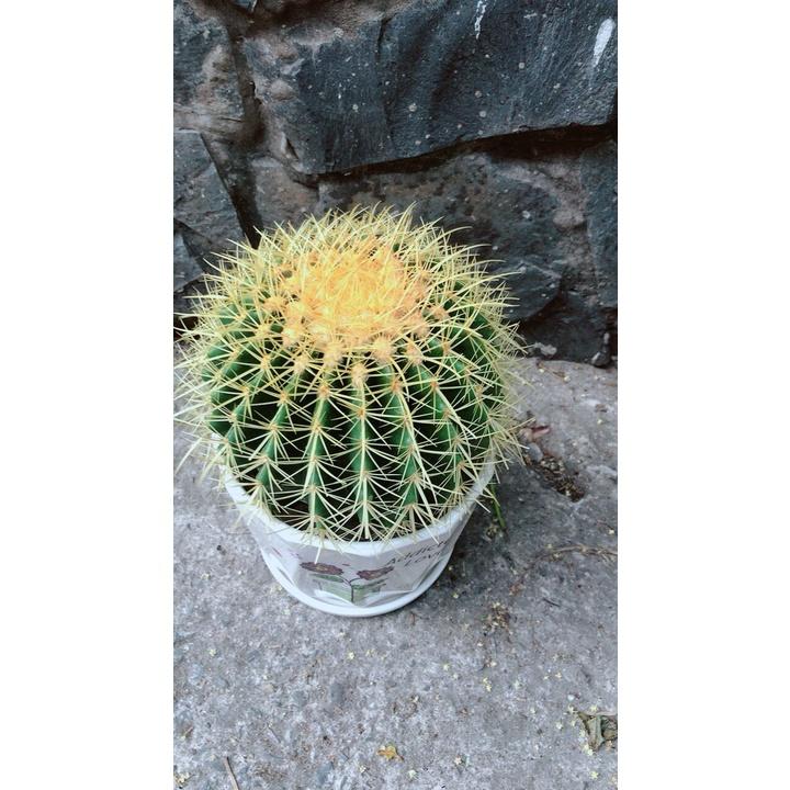 Chậu Xương Rồng Kim Hổ