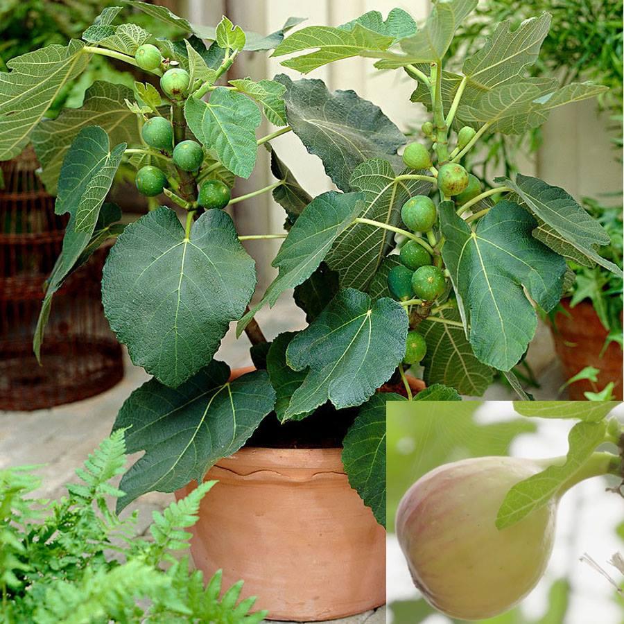 Combo 2 gói hạt giống sung mỹ ngọt --tặng kèm gói phân bón lót