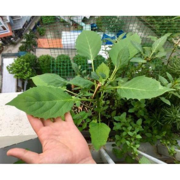20 hạt giống Thù Lù, Tầm Bóp, Cà chua Lồng đèn