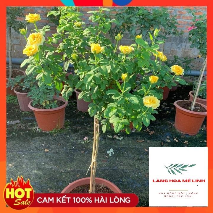 Hoa Hồng Thân Tree Shell ,MÀU VÀNG RỰC RỠ – Vẻ đẹp hấp dẫn.