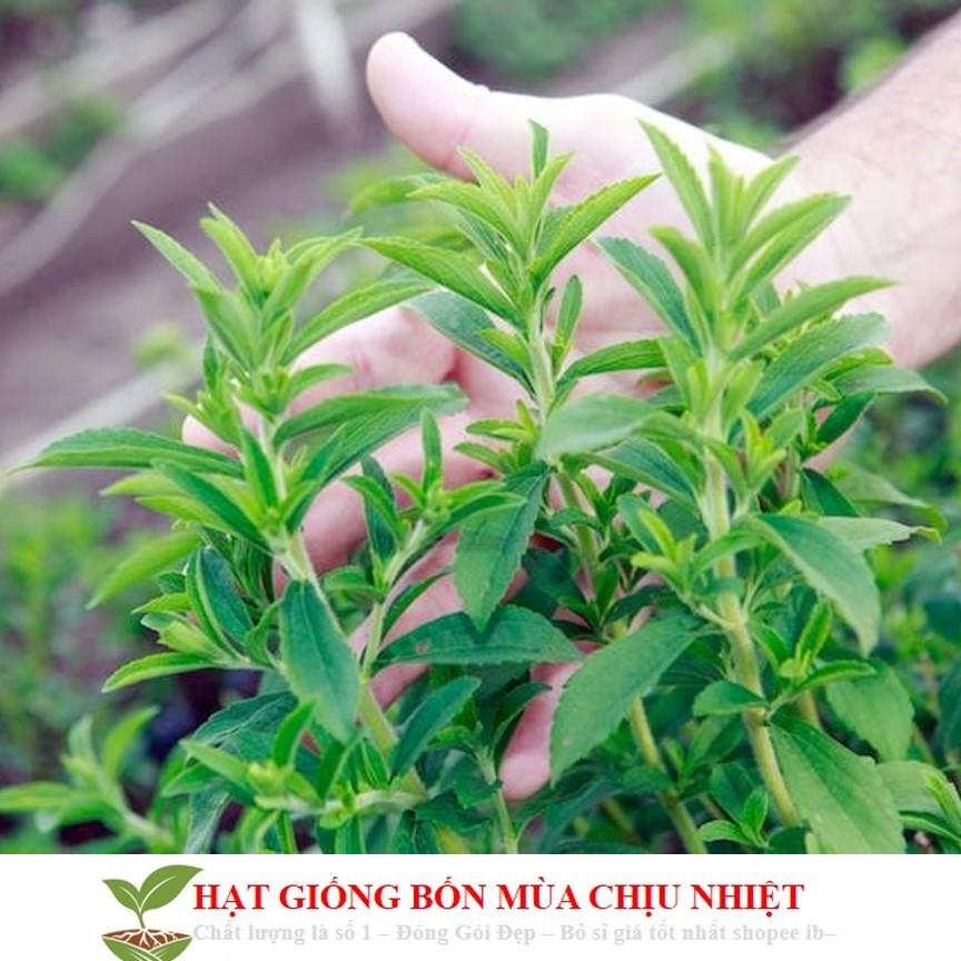 GÓI 50 Hạt Giống Cỏ Ngọt Stevia NẢY MẦM TỐT