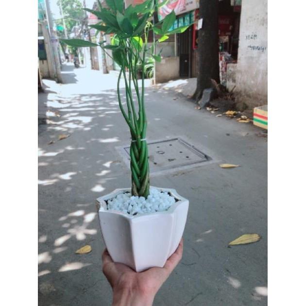 Cây kim ngân bím 5 thân mini