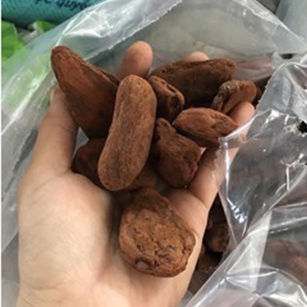 Bao 5kg Vỏ thông đỏ đã mài cạnh tròn đều đẹp size 2-3 cm chuyên cho Lan - Hạt giống H2 seeds