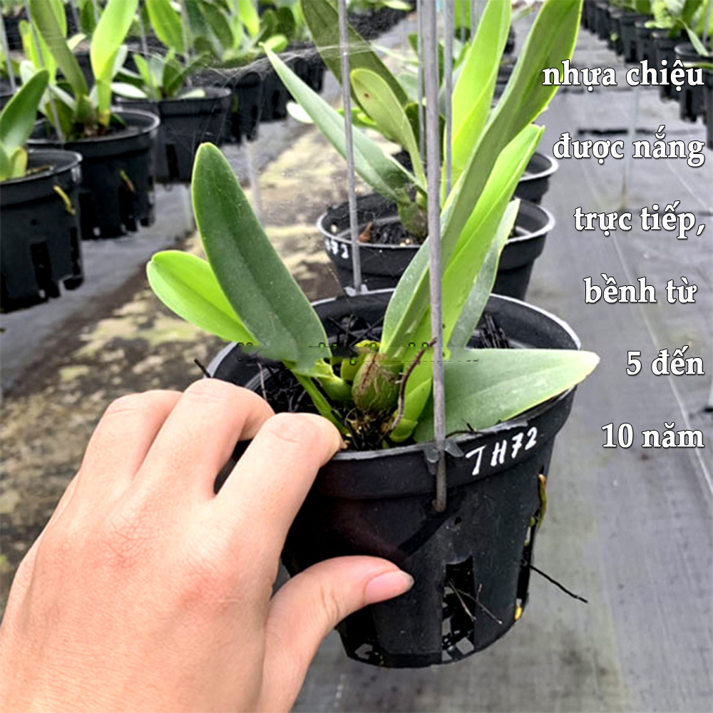 Chậu Nhựa đen Trồng Lan phi 11 Bền, Dẻo, có khe Treo chậu-77310