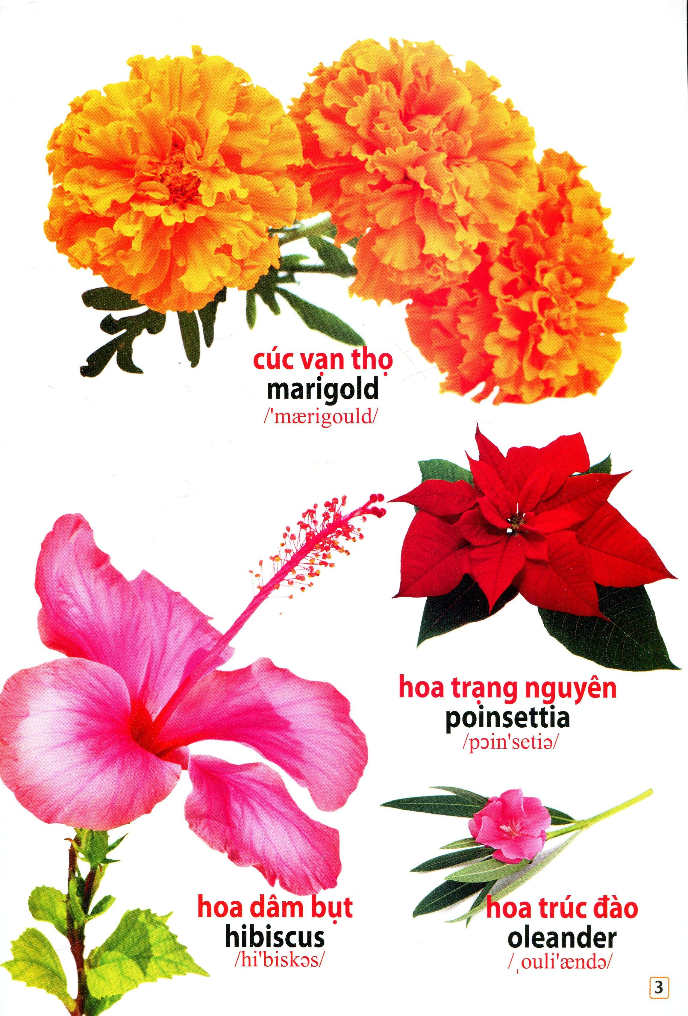 Từ Điển Bằng Hình - Hoa Quả, Rau Củ (Tái Bản) 