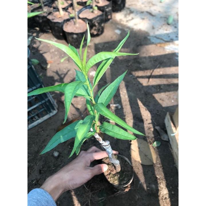 COMBO 5 CÂY HOA ĐÀO GIỐNG 99K