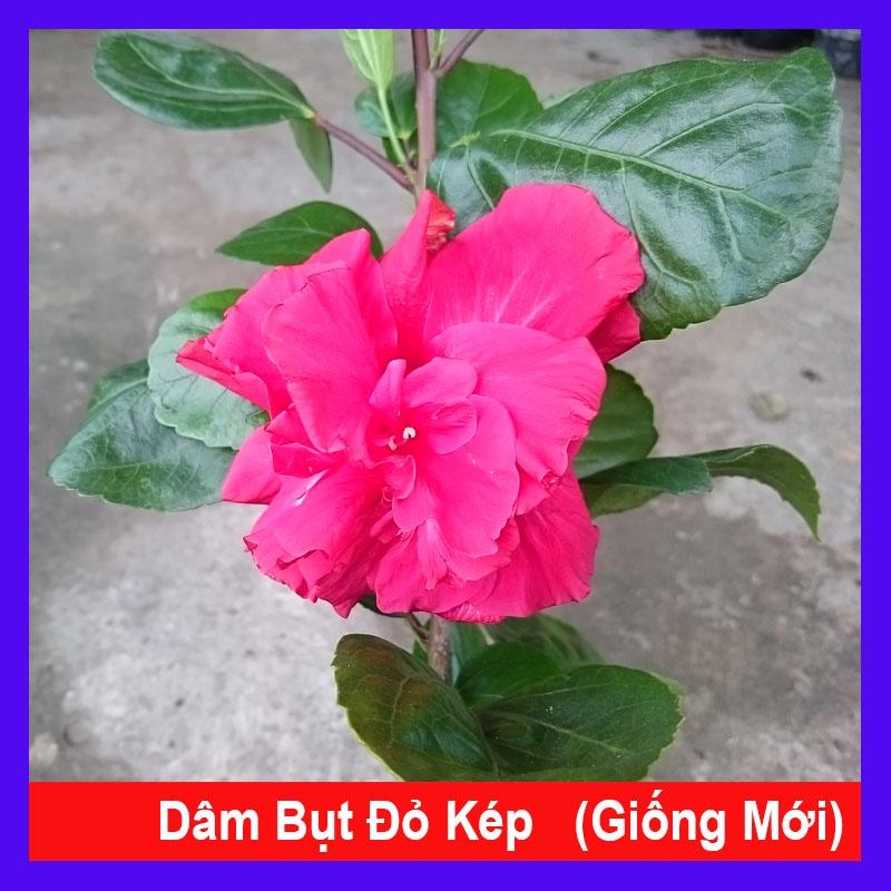 Hoa Dâm Bụt Thái - (cánh kép, giống mới) + tặng phân bón cho cây mau lớn