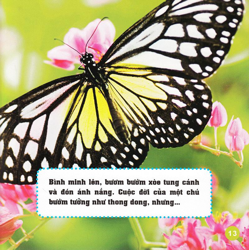 Khám Phá Thế Giới Diệu Kì - Bươm Bướm