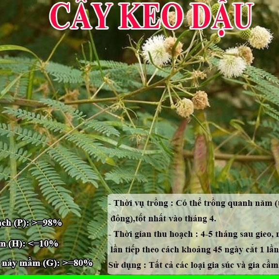 HẠT GIỐNG KEO DẬU  - Thức Ăn Chăn Nuôi - Hạt Giống Cỏ Chăn Nuôi - Cỏ Chăn Nuôi Trâu,Bò,Dê...