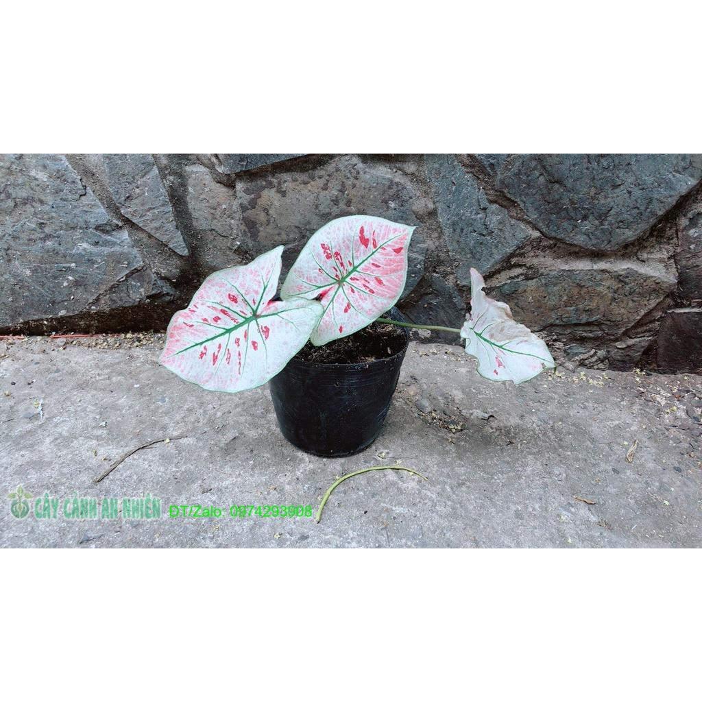 Cây Môn Trắng Kiểng