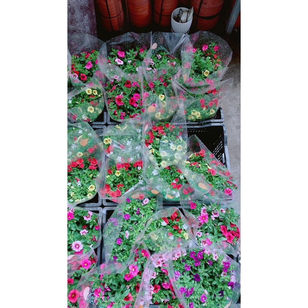 Chậu Hoa Triệu Chuông