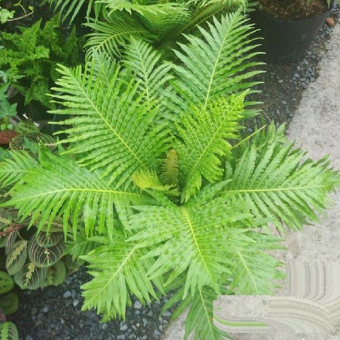 CÂY DƯƠNG XỈ KHỔNG TƯỚC- CÂY VƯỢNG PHONG THỦY, THANH LỌC KHÔNG KHÍ