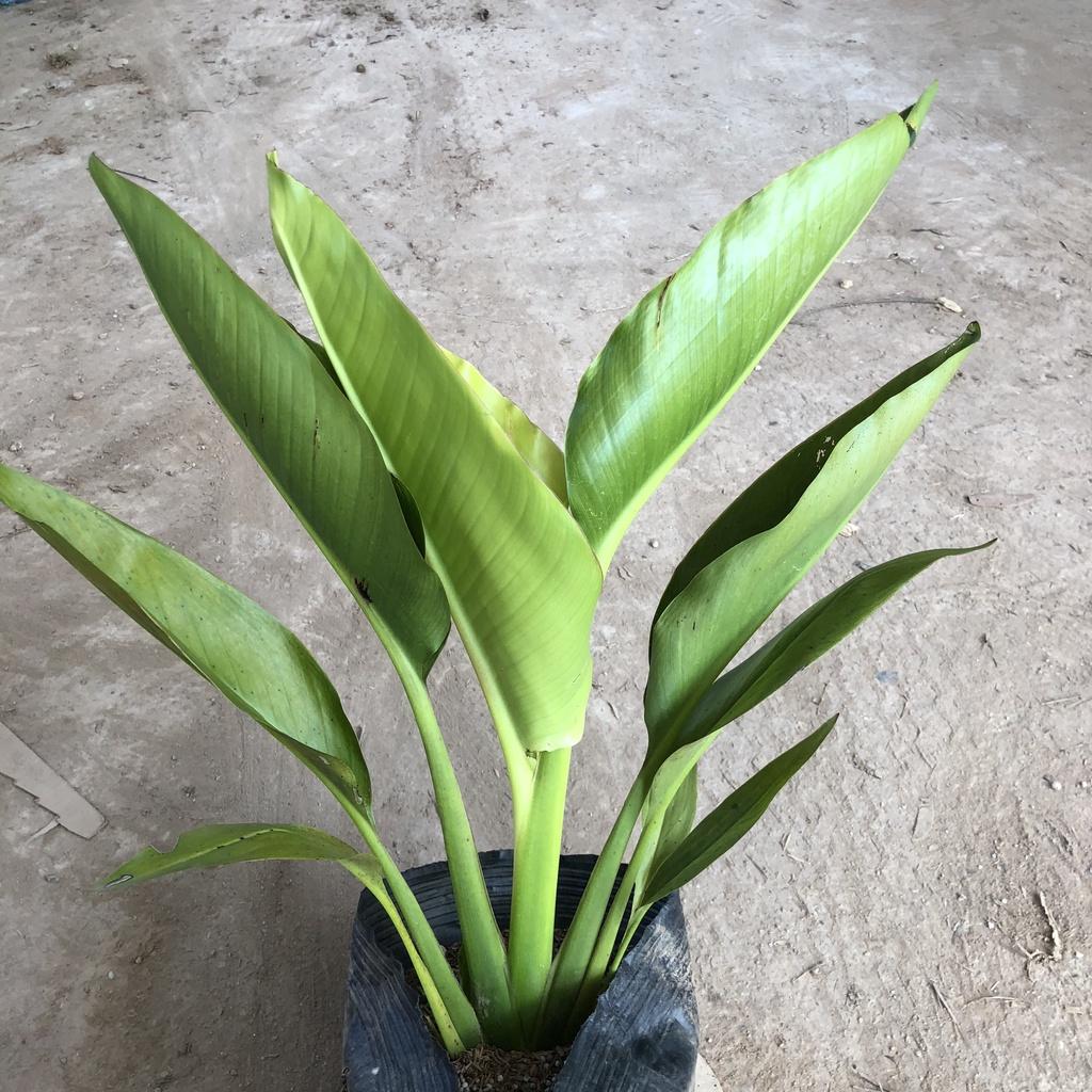 Cây chuối rẻ quạt, chiều cao 40cm lá to đẹp rễ to gốc chắc khỏe sức sống mãnh liệt thích hợp trang trí cảnh quan