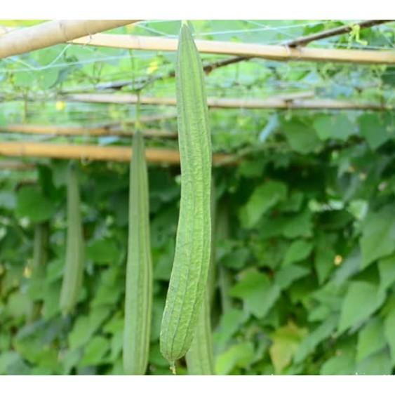 Gói 10 hạt giống mướp khía F1