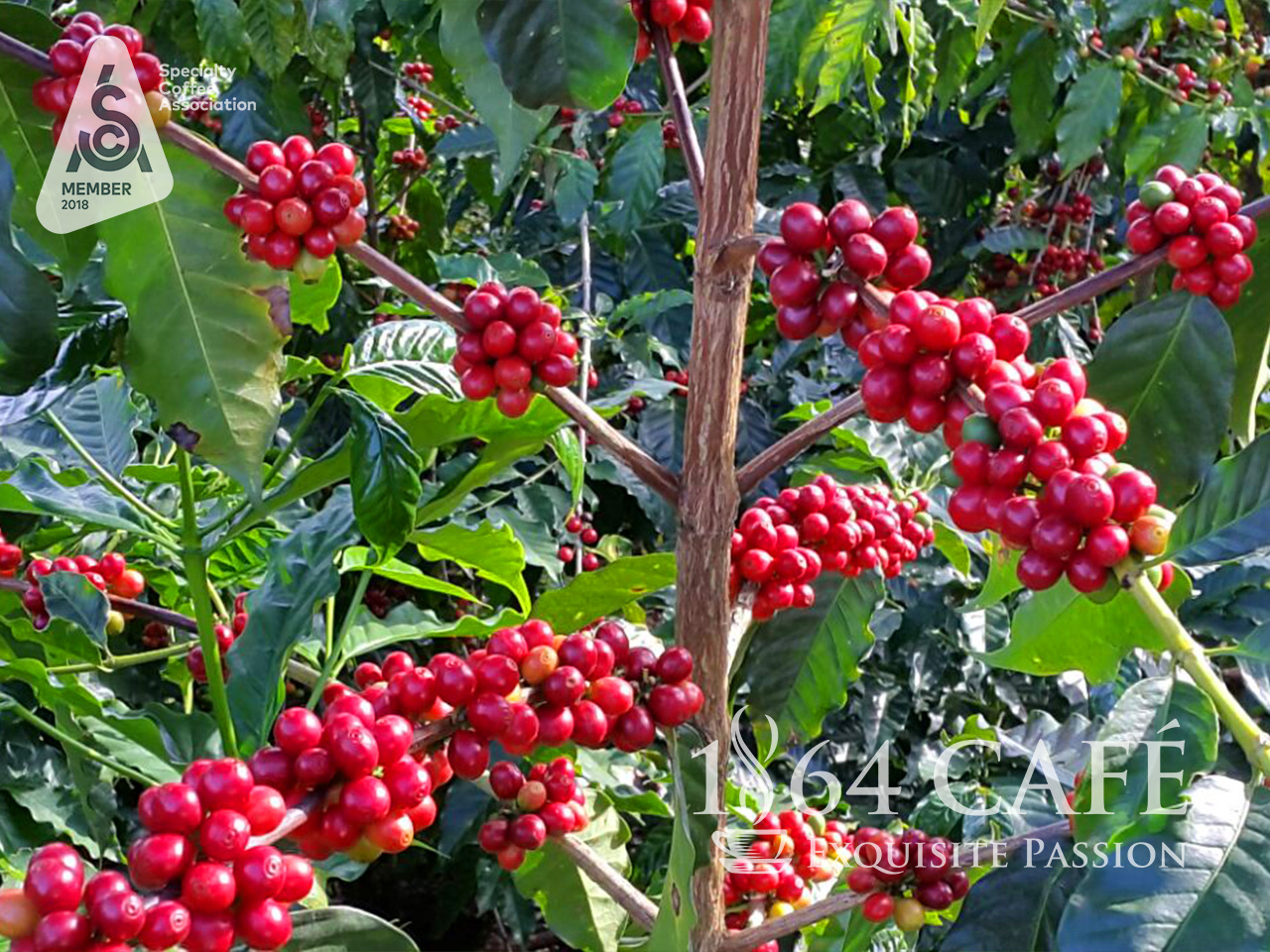 Cà phê hảo hạng (Specialty Coffee) tinh khiết không tẩm không độn El Salvador Providencia hạt khối lượng tịnh 220g - 1864 CAFÉ