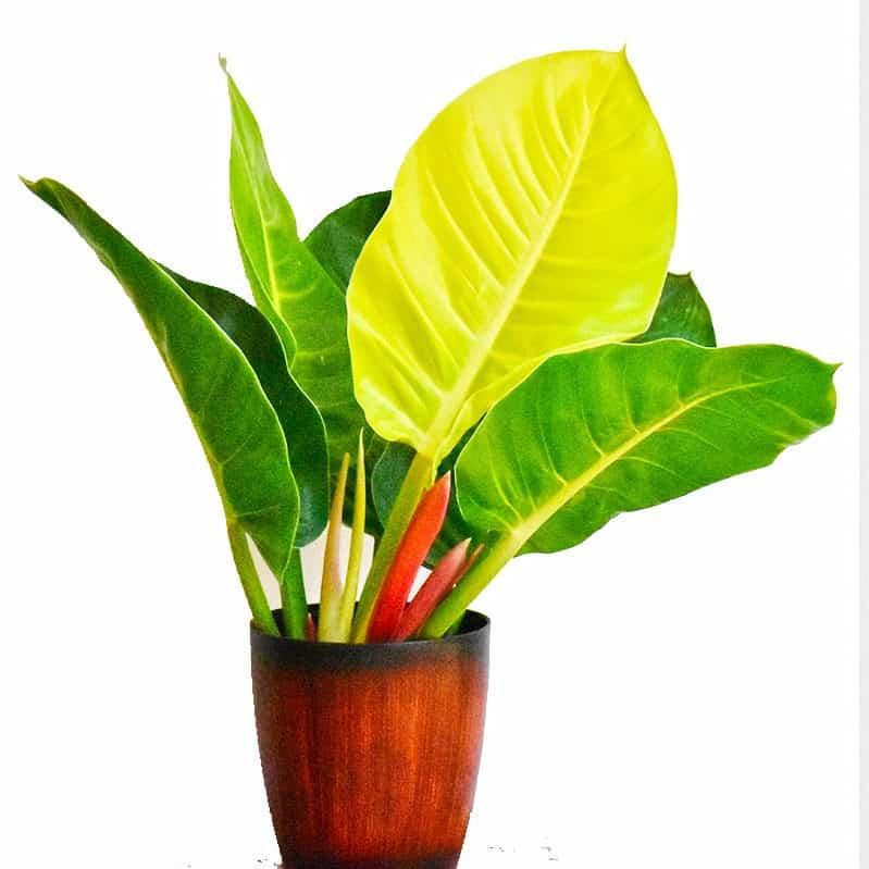 CÂY TRẦU BÀ ĐẾ VƯƠNG VÀNG *