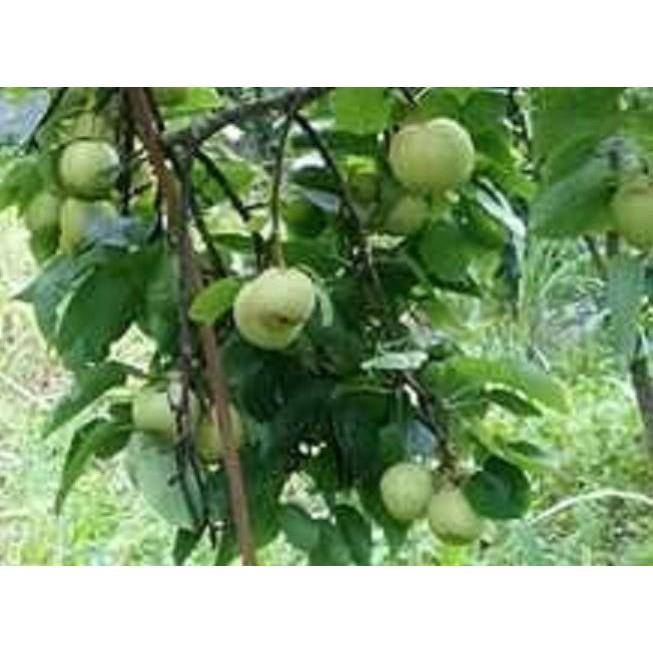 Cây giống Lê xanh VH6 - chuẩn hàng F1