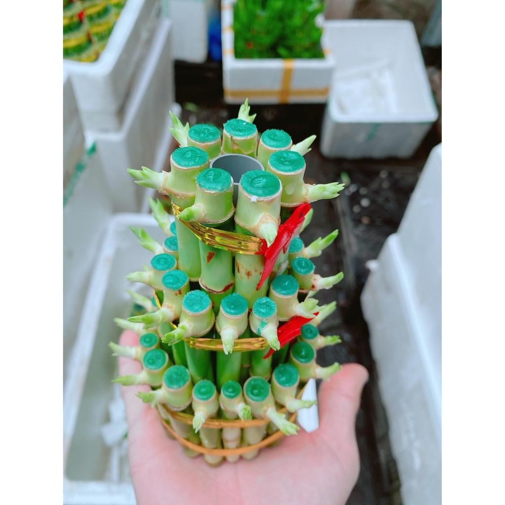 Cây Phát Tài Bán Chạy