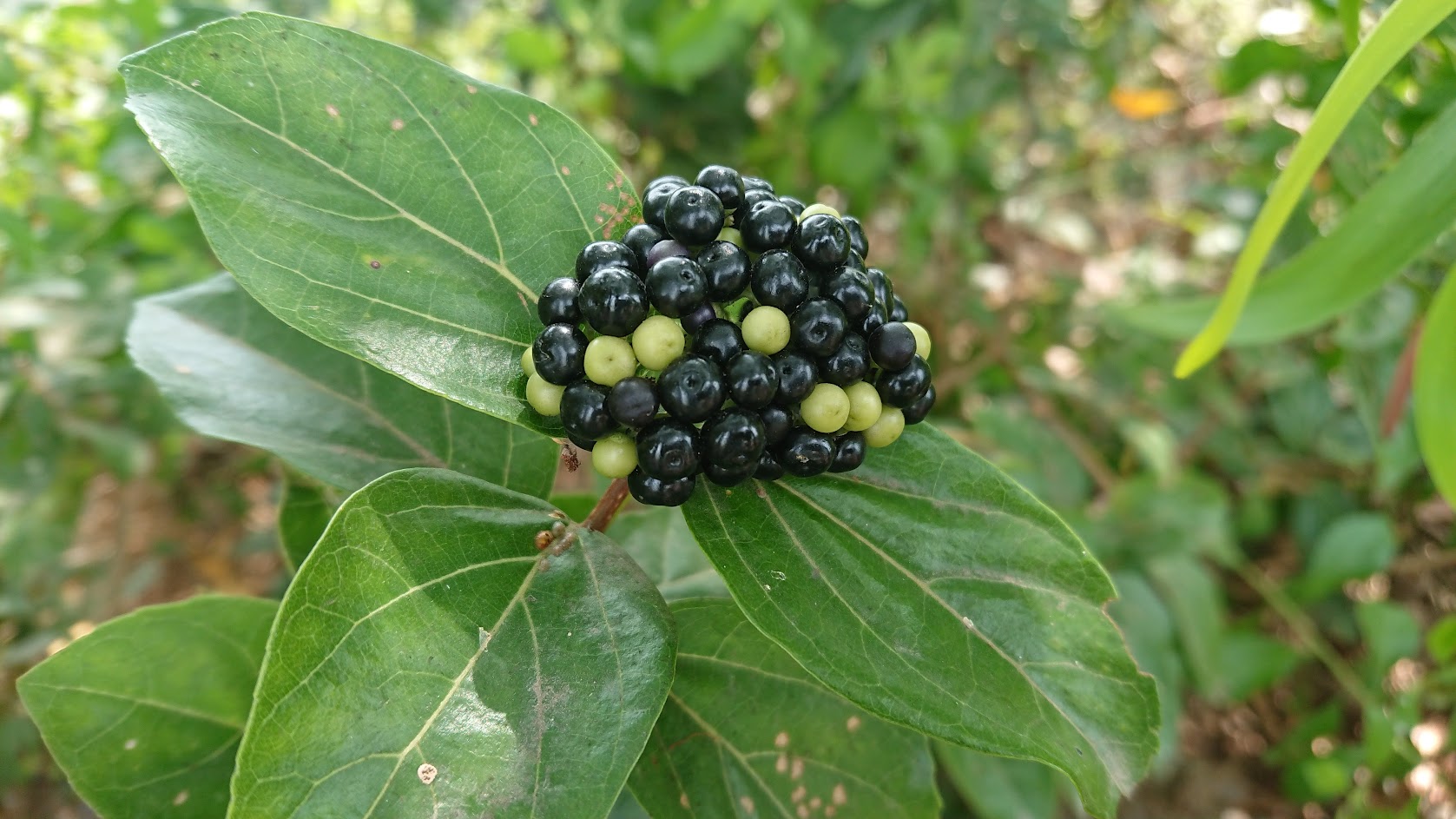 Hạt giống cây lá cách