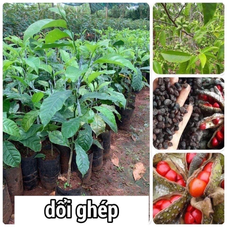 CÂY giống Dổi ghép HÒA BÌNH . .. .