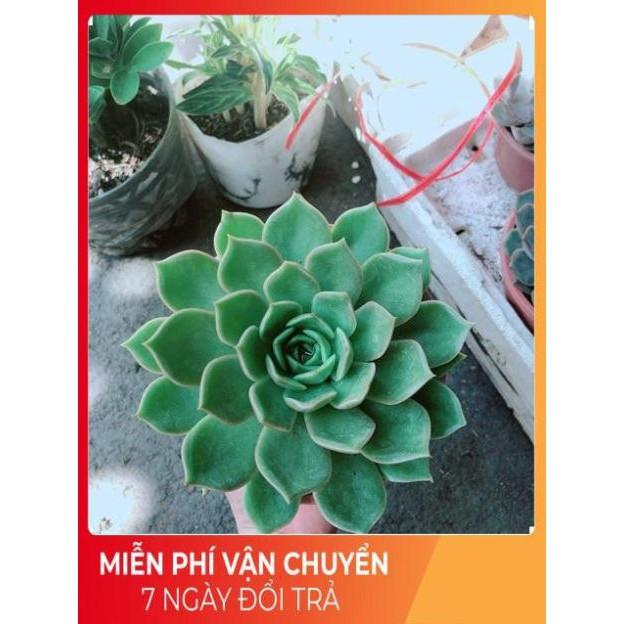 Sen Đá Xanh Cánh Cứng