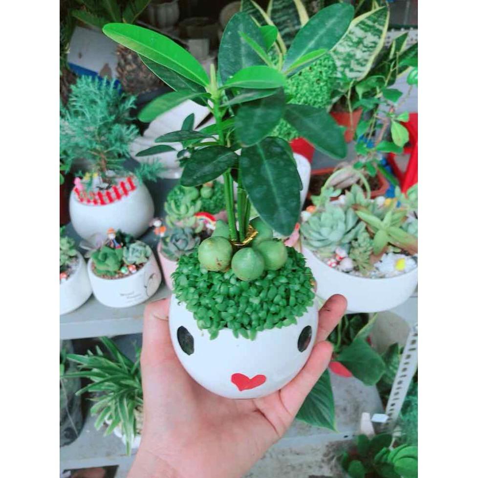 Chậu cây may mắn Bán Chạy