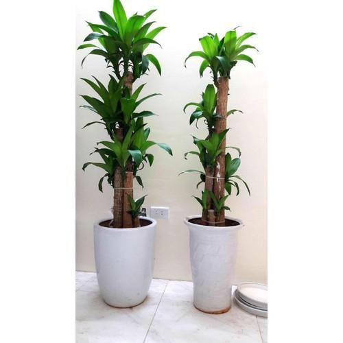 CHẬU CÂY THIẾT MỘC LAN SIÊU ĐẸP