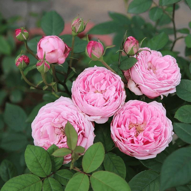Chậu hoa hồng ngoại Bishop's Castle Rose - siêng hoa