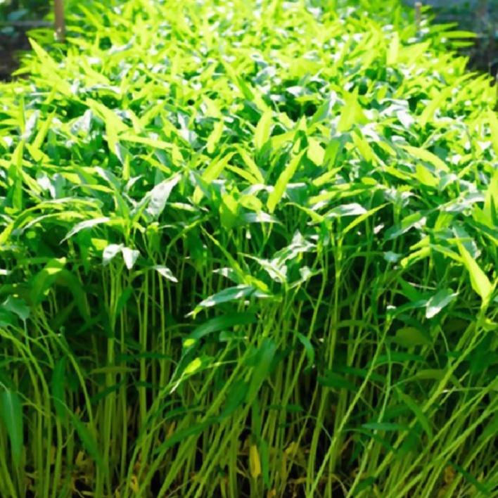 Combo 5 gói hạt giống rau muống lá tre dể trồng-gói 20 gram-tặng kèm gói phân bón lót