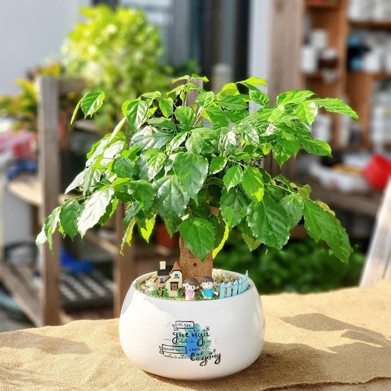 Chậu Hạt Dẻ Trồng Cây Cảnh MiNi Đủ 3 Size Sẵn Hàng