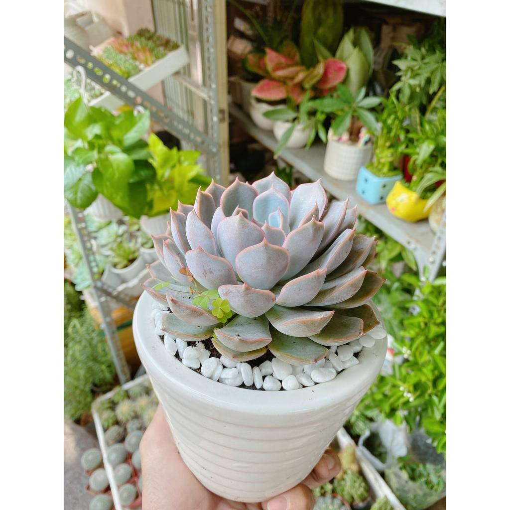 Chậu Sen Đá Tím Cánh Cứng Size Đại